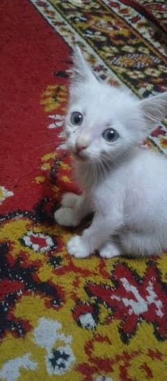 persian male kitten 0