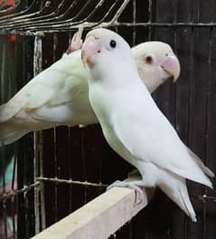 Albino