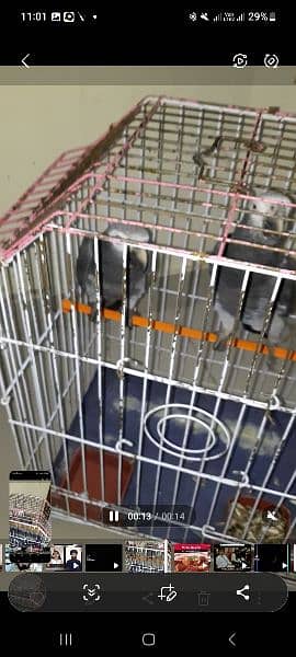 Grey Parrot Timni 1