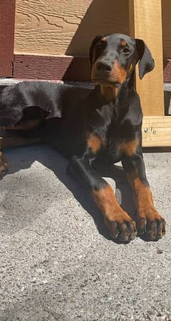 Doberman puppy pair