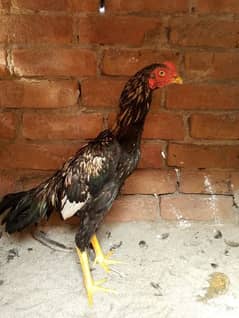 Aseel cock