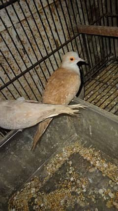 Red dove breeder pairs for sell