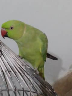 GREEN RINGNECK TALKING MALE 0