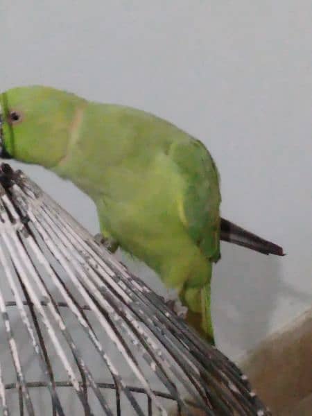 GREEN RINGNECK TALKING MALE 2