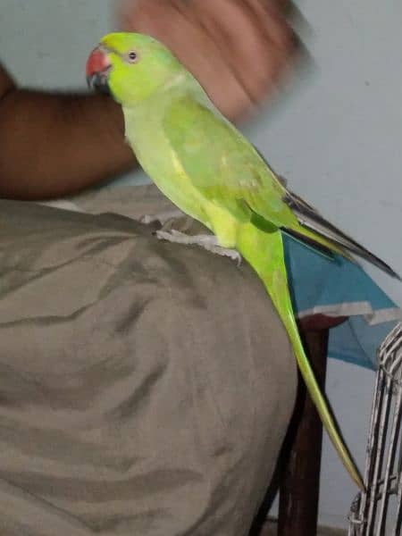 GREEN RINGNECK TALKING MALE 4