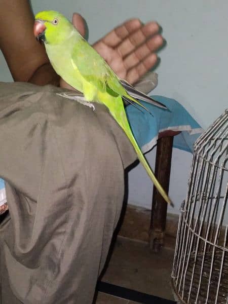 GREEN RINGNECK TALKING MALE 5