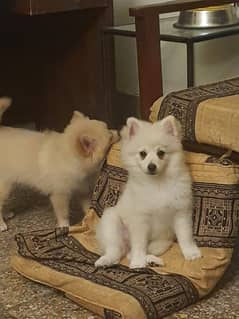 Pomeranian Dog for Sale