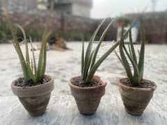 Organic Aloe-Vera plants