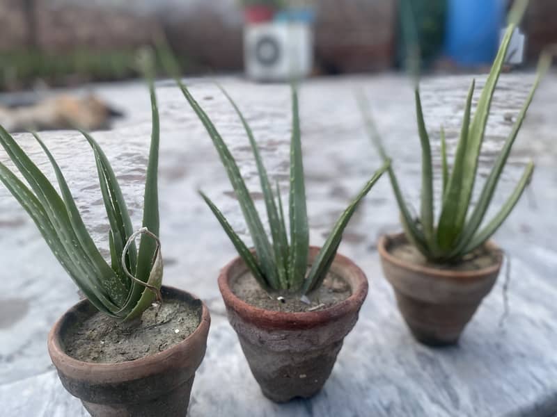 Organic Aloe-Vera plants 2