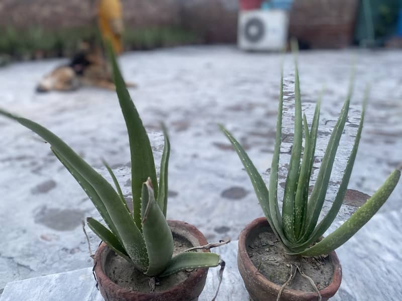 Organic Aloe-Vera plants 3