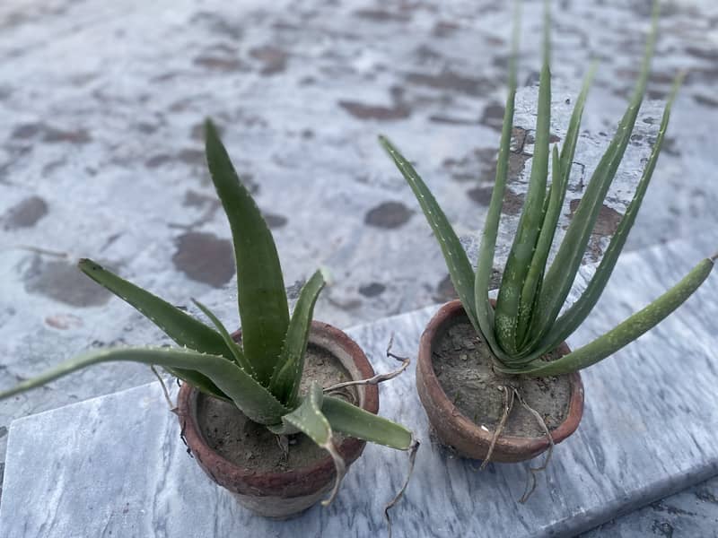 Organic Aloe-Vera plants 4