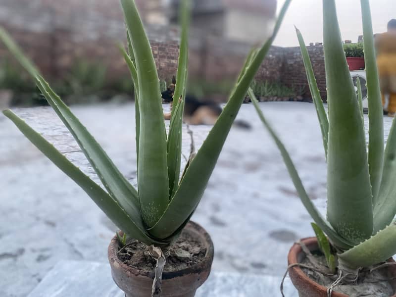 Organic Aloe-Vera plants 6