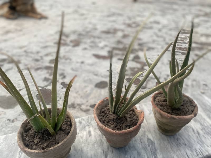 Organic Aloe-Vera plants 8