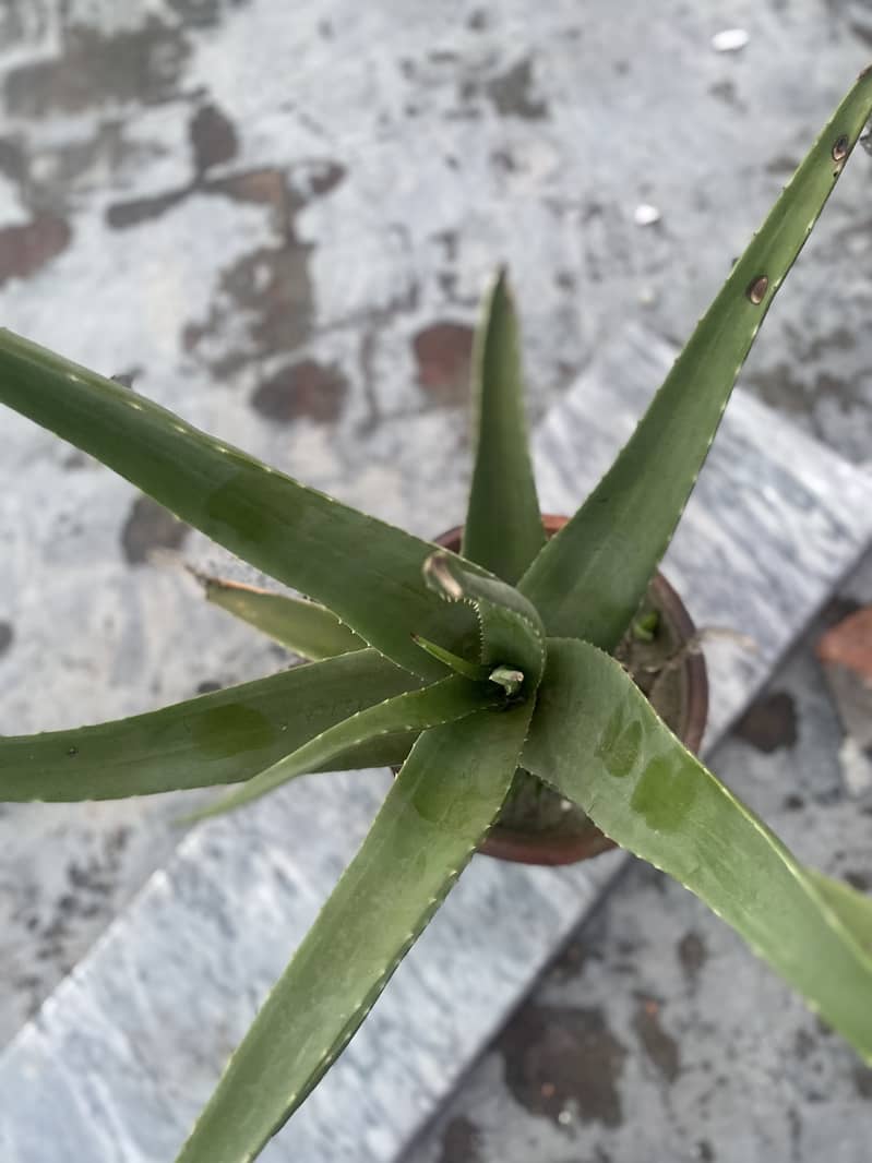 Organic Aloe-Vera plants 9