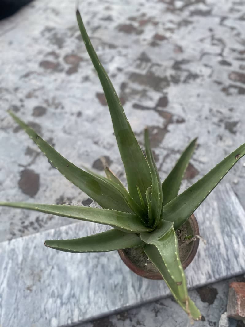 Organic Aloe-Vera plants 10