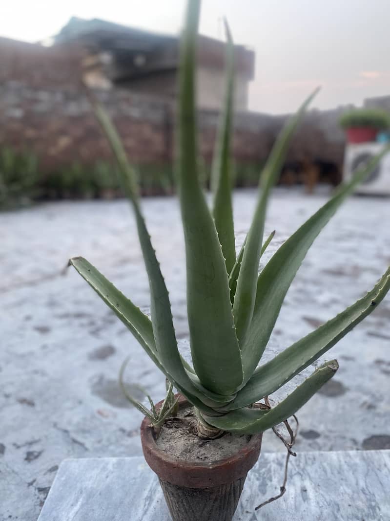 Organic Aloe-Vera plants 12