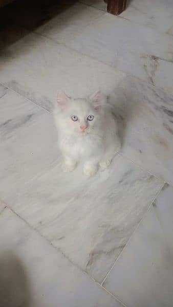 Triple coated Persian male kittens 0