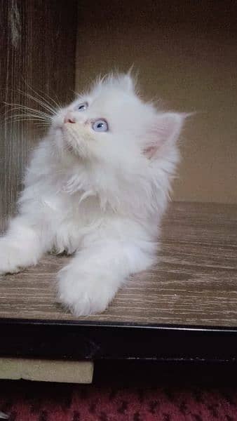 Triple coated Persian male kittens 1