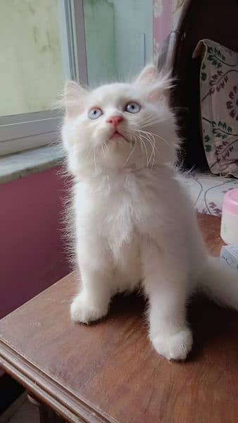 Triple coated Persian male kittens 3