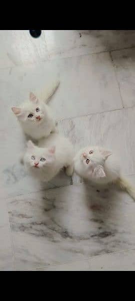 Triple coated Persian male kittens 4