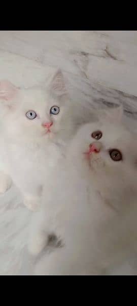 Triple coated Persian male kittens 5