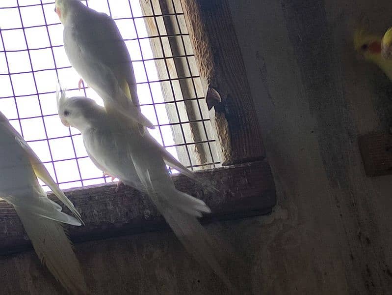 Cockatiels for sale 0