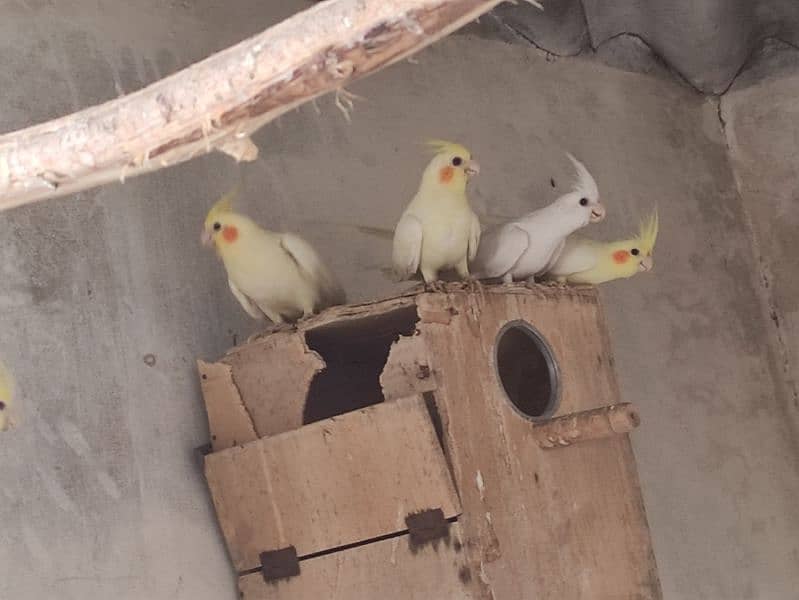 Cockatiels for sale 1