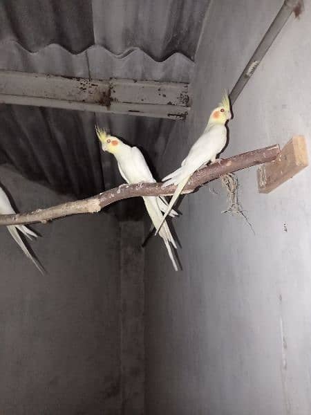 Cockatiels for sale 2