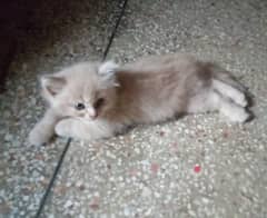 Pure Persian Kittens for Sale - Golden & Fawn Colours,Triple Coated