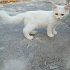 Persian cats baby in different colours. age 4 months