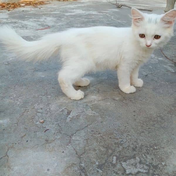 Persian cats baby in different colours. age 4 months 0