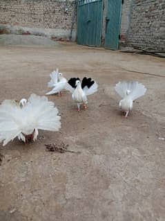 Mehar Birds