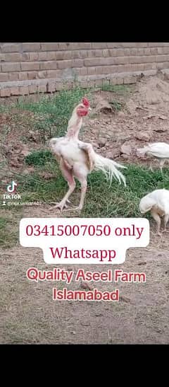 Heera aseel chicks age tqrebn 1 month