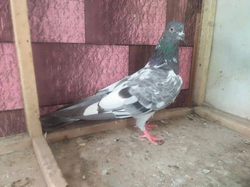 high flyer pigeon number 03707052004 0