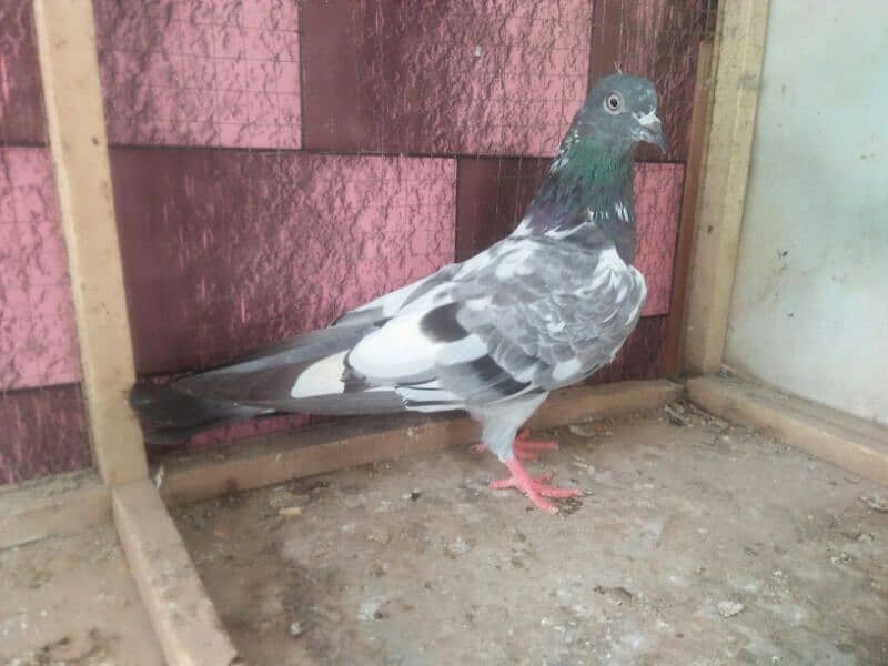 high flyer pigeon number 03707052004 1