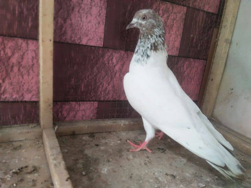 high flyer pigeon number 03707052004 3