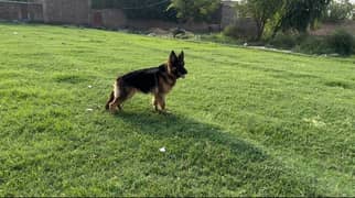 Female German shepherd 1 yr old