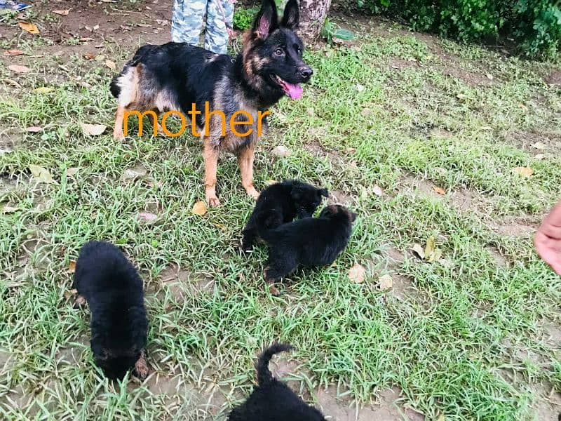 german shepherd breeder female with puppies 0