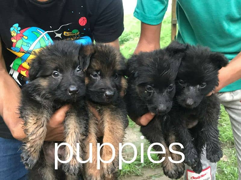 german shepherd breeder female with puppies 2