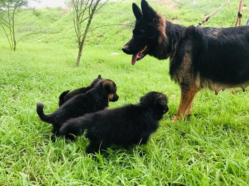 german shepherd breeder female with puppies 3