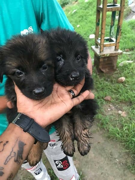 german shepherd breeder female with puppies 4