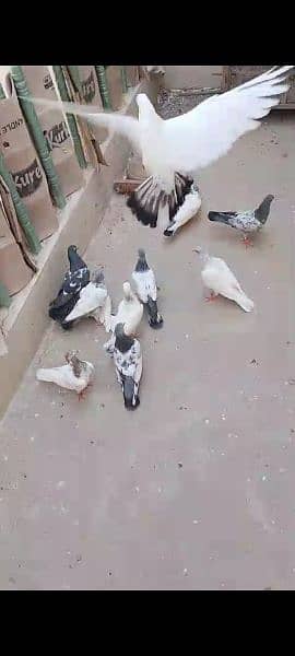 High Quality Pigeons Urgent Sale 0