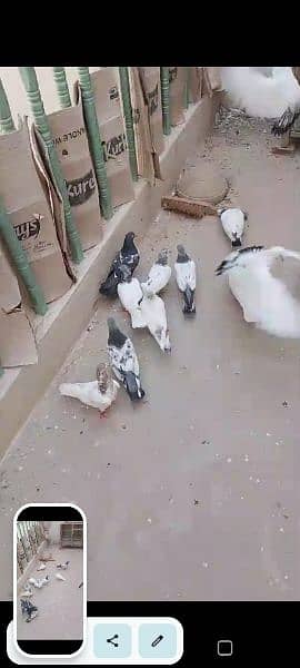 High Quality Pigeons Urgent Sale 1