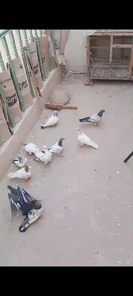 High Quality Pigeons Urgent Sale 2