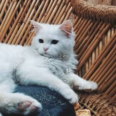 white Persian cat