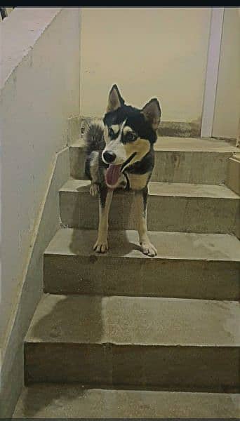 husky for sell 2 years dog 1