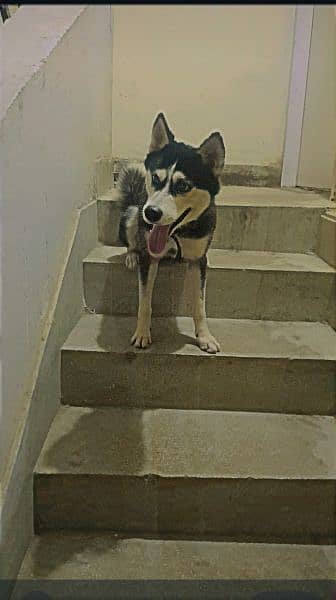 husky for sell 2 years dog 2