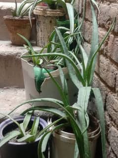 ALOE VERA PLANTS