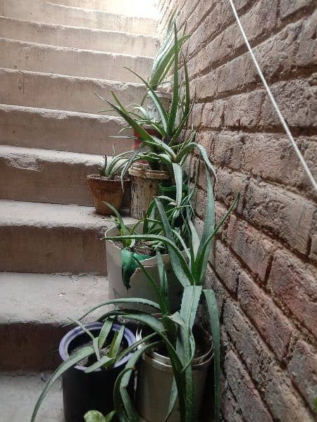 ALOE VERA PLANTS 3