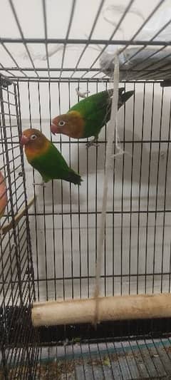 love Birds for sale 0